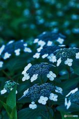 重奏　紫陽花のメロディー