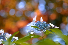 玉　響　　（たまゆら）