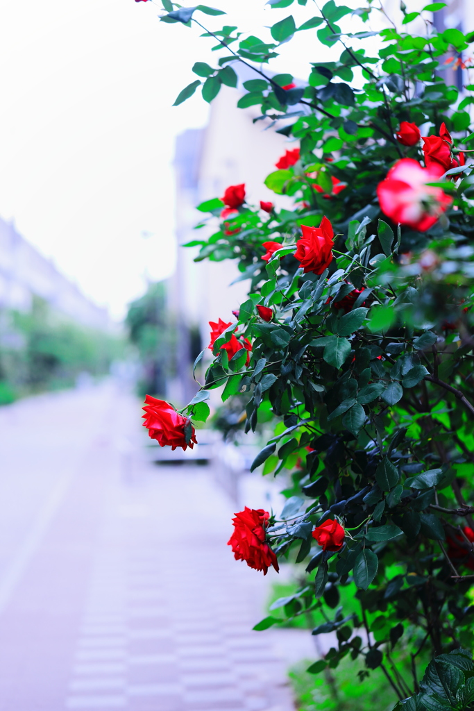 彩のＰｒｏｍｅｎａｄｅ