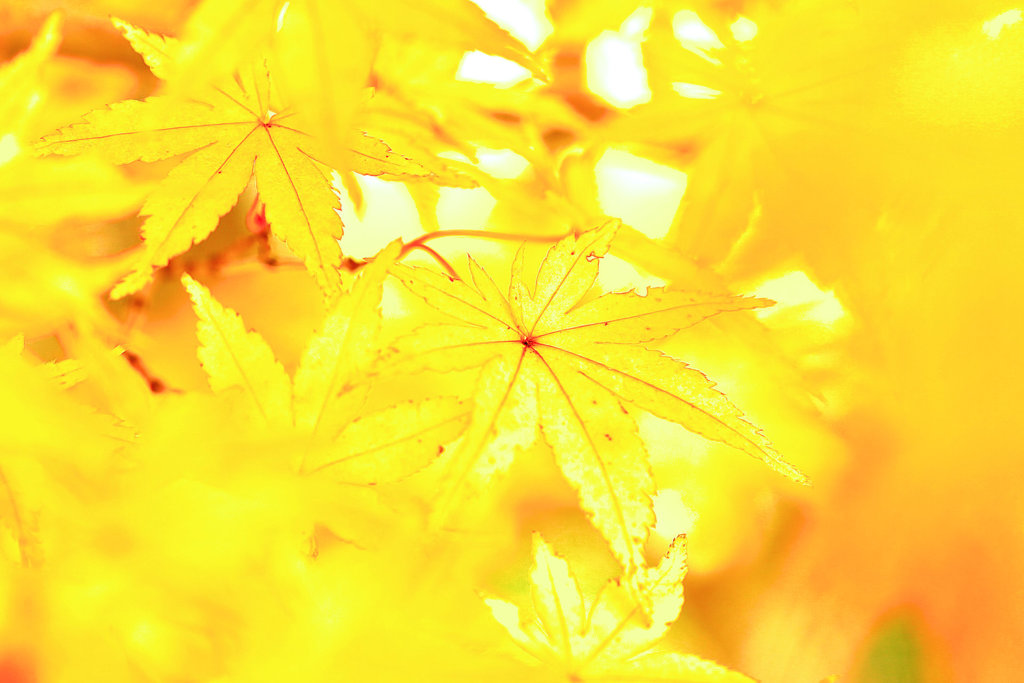 紅葉（黄葉）三昧