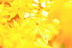 紅葉（黄葉）三昧