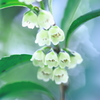 気（木）になる花