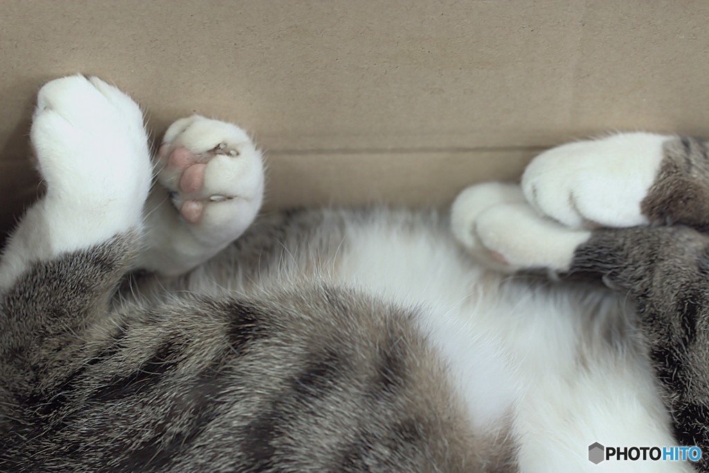 猫　と　箱　の　関係　　３　無防備
