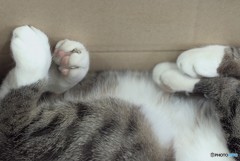 猫　と　箱　の　関係　　３　無防備