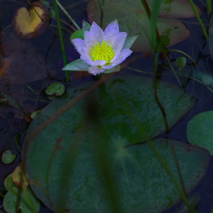 朝から夕方まで咲いているが未（ヒツジ）の刻の草
