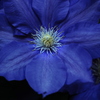 女王　　　魅惑の花芯００６