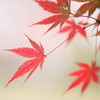 繊細　木ばかり見て森は見ない