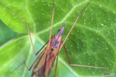 長い肢　あんたらが思うほど不便じゃねーよ！　【虫：閲覧注意】