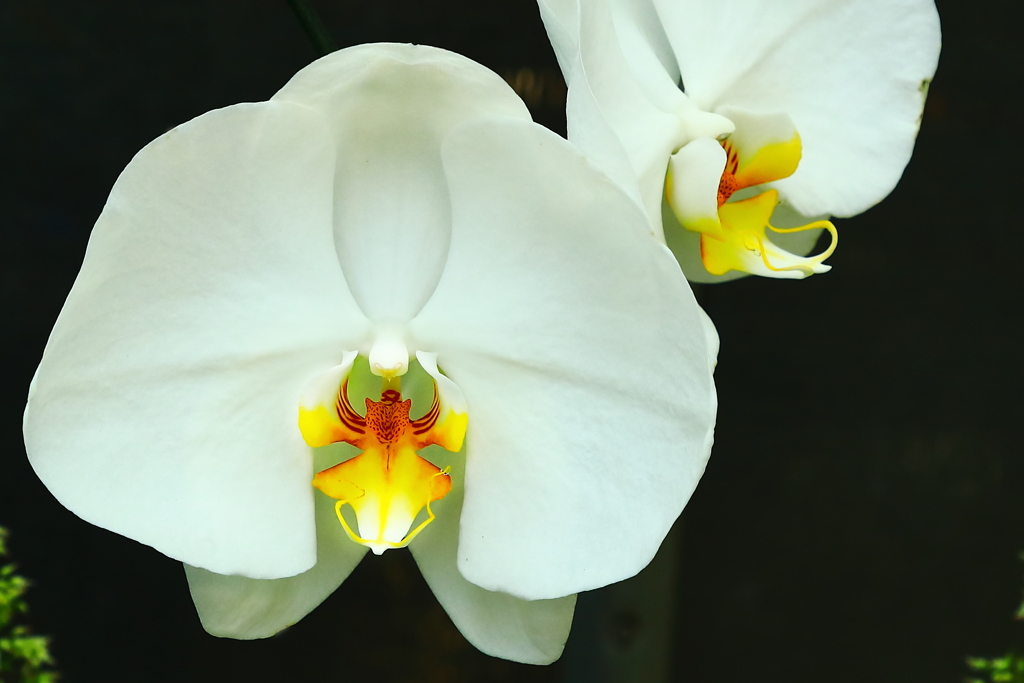 夜の蝶　　　魅惑の花芯　００５