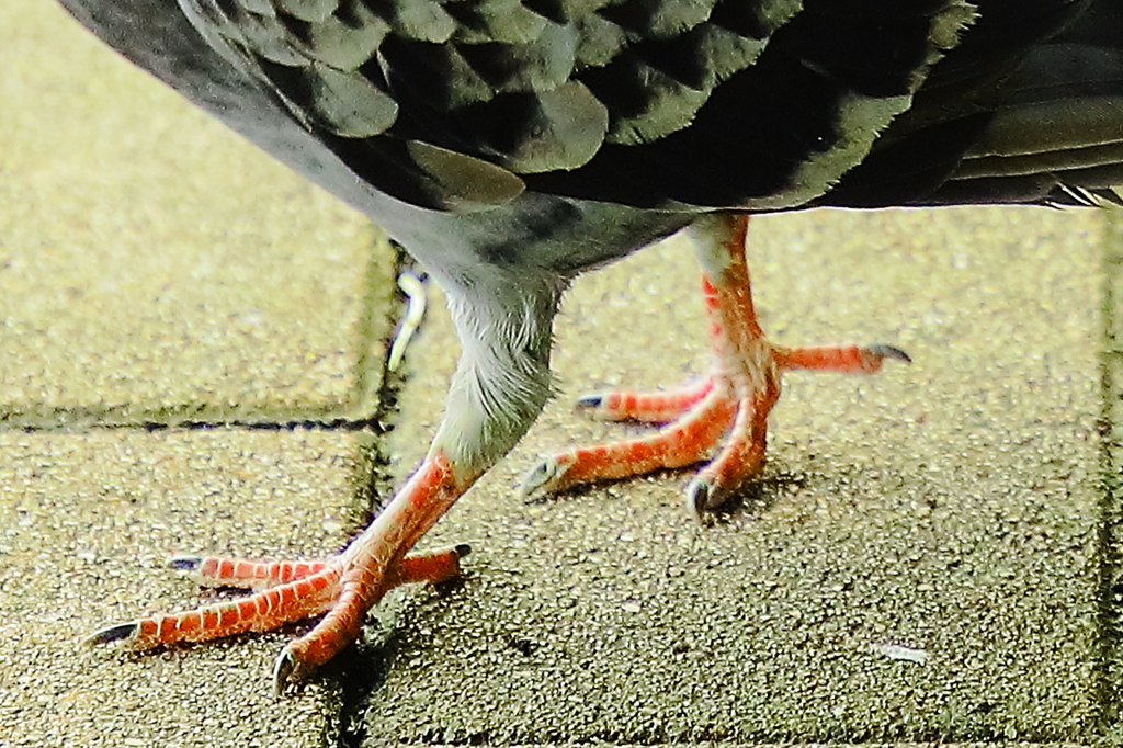 鳥の祖先はやっぱり恐竜か！