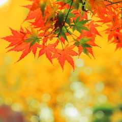 紅葉三昧　　イロハモミジとメルヘン