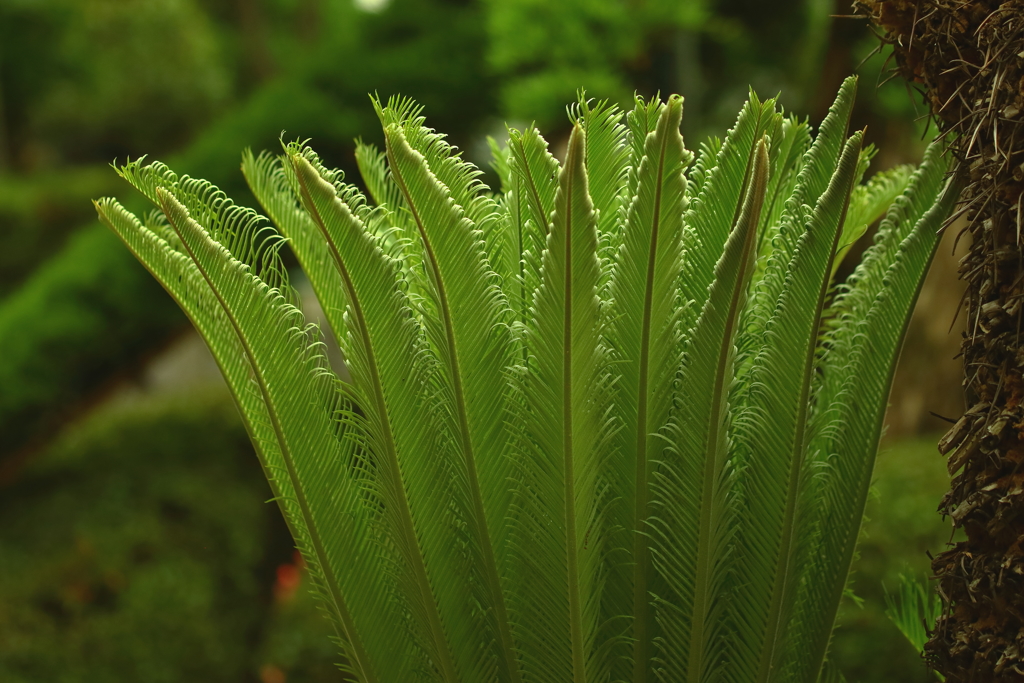 蘇鉄（ソテツ）　「羽状複葉」愛