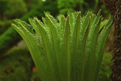 蘇鉄（ソテツ）　「羽状複葉」愛