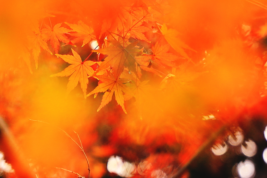 紅葉三昧　　奥深く層を成す