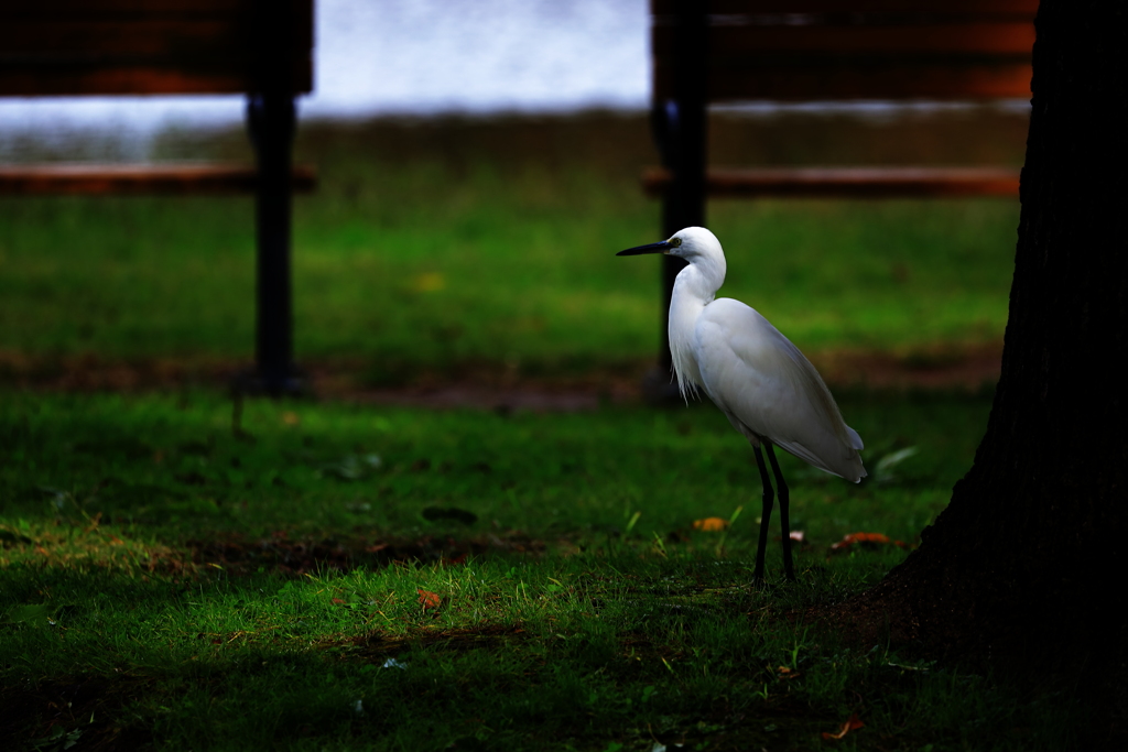 思いどうりにはいかず
