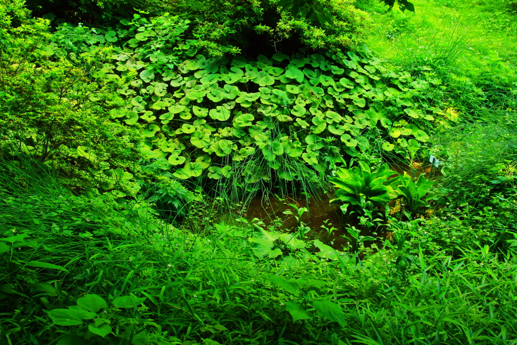 都心の湧水地