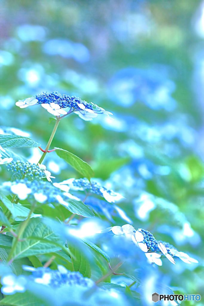 雨はお嫌い？