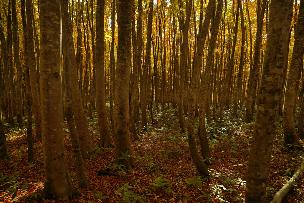 身も心も黄葉しました。