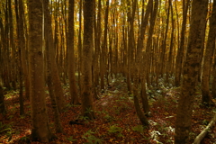 身も心も黄葉しました。