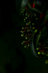 美の形質　暗く鈍く光る