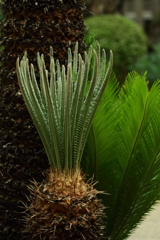 蘇鉄（ソテツ）　　若葉異様