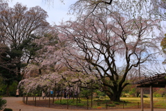 桜三昧　六義園の枝垂桜