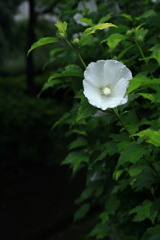 梅雨空の薄暗い公園にて
