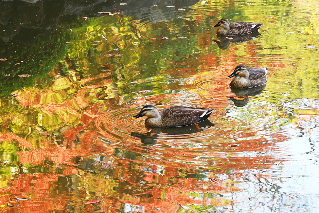 彩の水面　心字池に遊ぶ