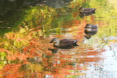 彩の水面　心字池に遊ぶ