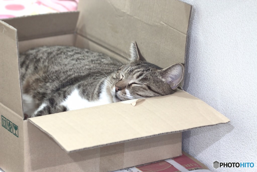猫　と　箱　の　関係　　１　爆睡