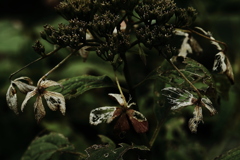 美の形質　　未練