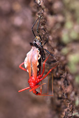 羽化　　【昆虫：閲覧注意】