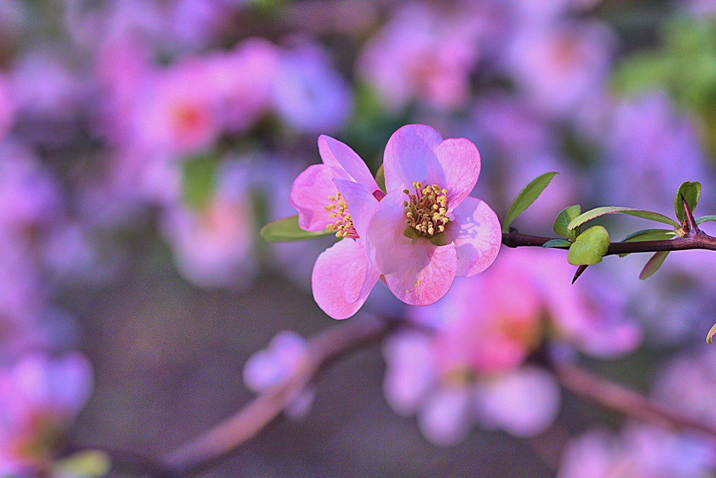 木瓜三昧　　　弐の㈠
