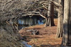 武蔵野　　冬枯れの水辺