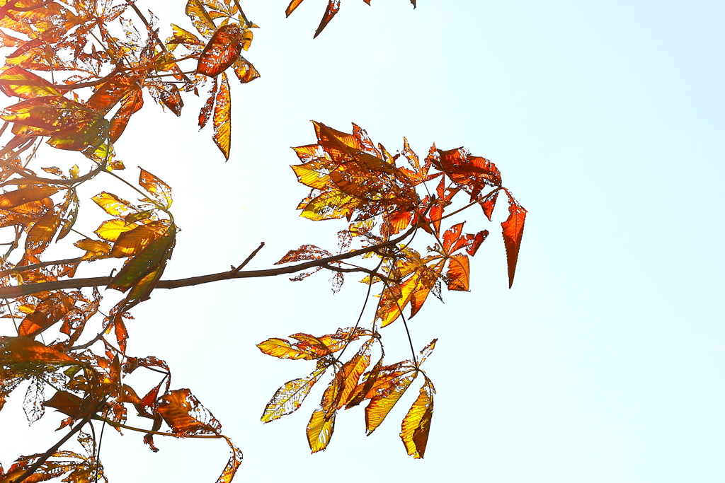 黄葉するにも程がある