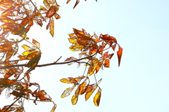 黄葉するにも程がある