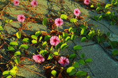 海辺　の　朝の彩り