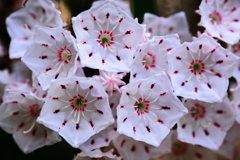可愛い花には毒がある