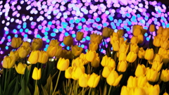 夜光と華　揺蕩（たゆた）う