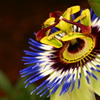 既成概念の向こう側　魅惑の花芯　003
