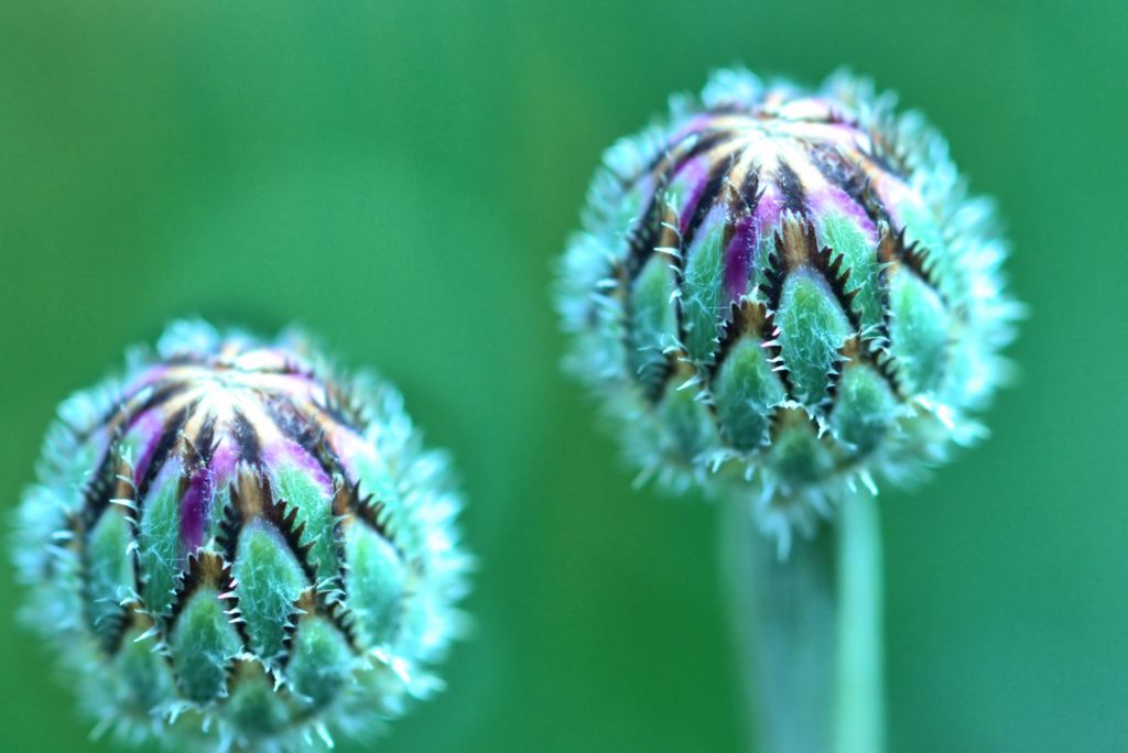 転写　クローン合成