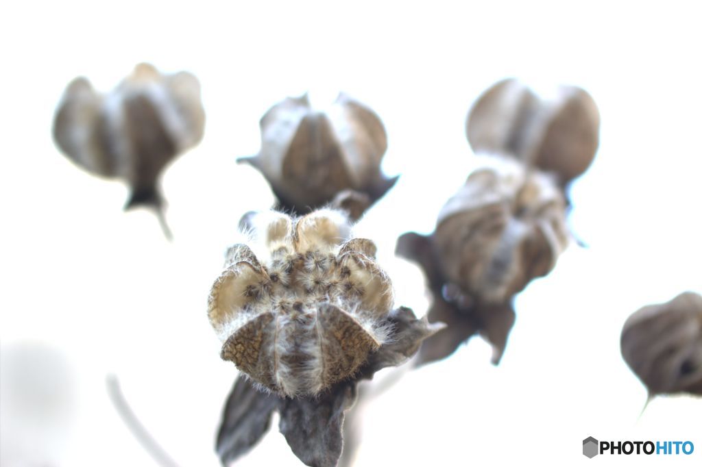 風待ち　　芙蓉の蒴果