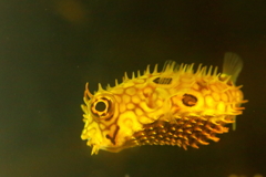 私、これでも魚類です！