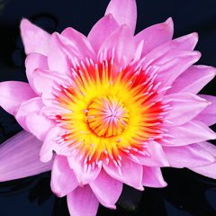 ジェネラル・パーシング　　魅惑の花芯　００４