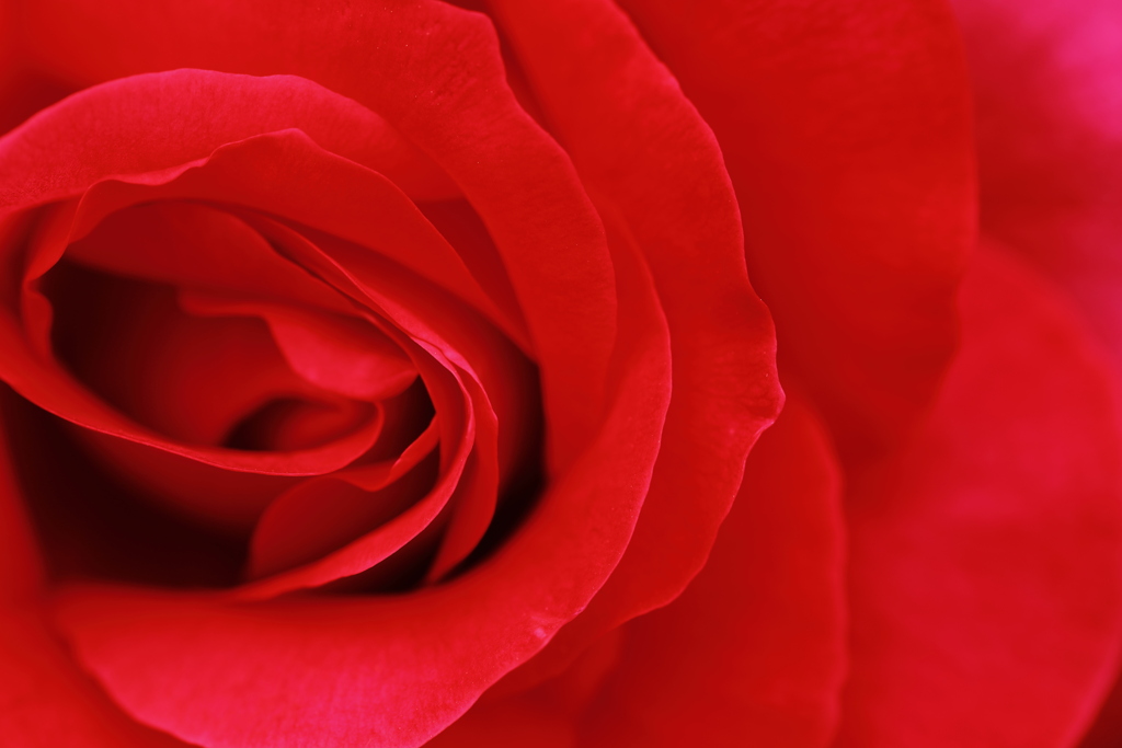 真紅の薔薇　　魅惑の花芯　007