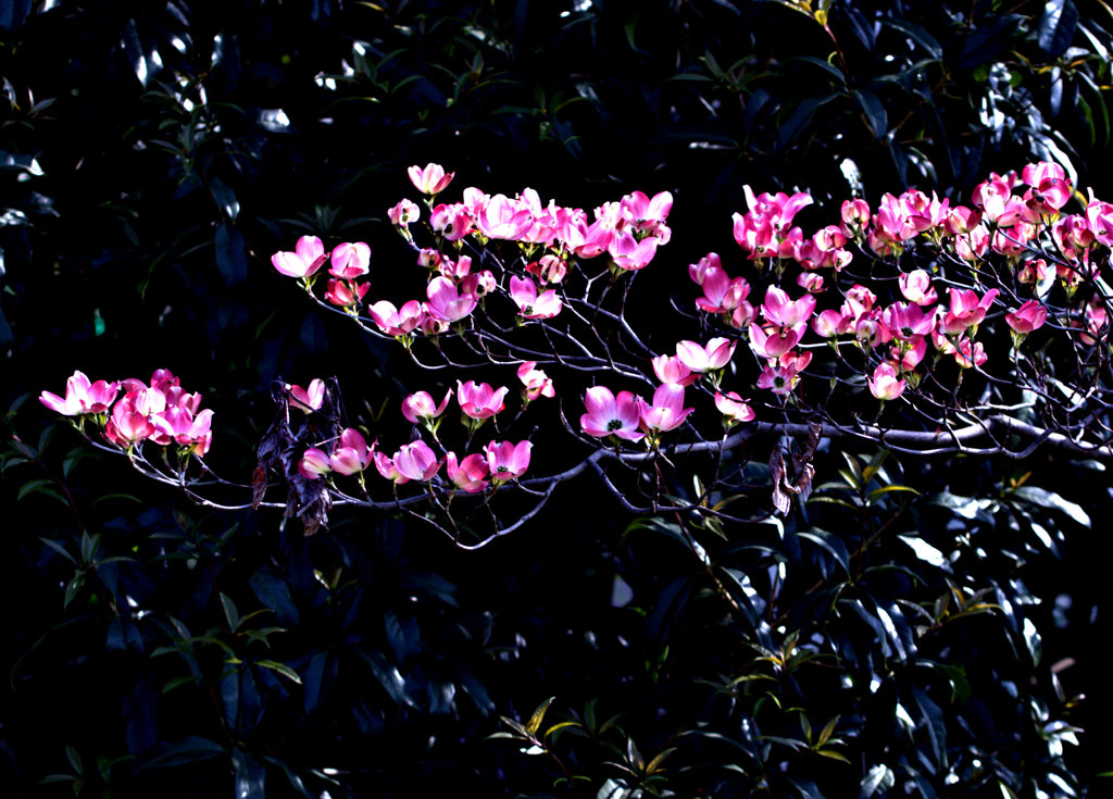 交換トレードの星