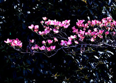 交換トレードの星