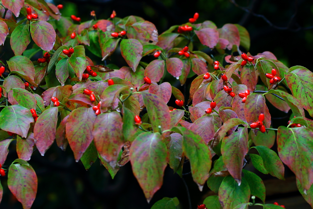 春も秋も大活躍