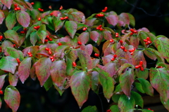 春も秋も大活躍