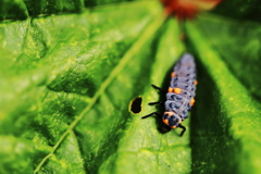 七星天道虫の正体　【閲覧注意：昆虫の幼虫】